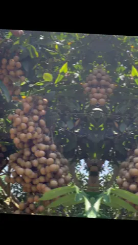 Những năm gần đây, người trồng nhãn tại Hưng Yên đã sử dụng biện pháp chiết cành từ những cây nhãn đường phèn cổ nhân giống, áp dụng phương pháp trồng và chăm sóc theo tiêu chuẩn VietGAP để cho ra thị trường loại NHÃN ĐƯỜNG PHÈN QUẢ VUÔNG với năng suất cao hơn và chất lượng tốt hơn nhãn đường phèn thường 🥰🥰🥰#nhanhungyen 