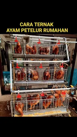 Yuk Nyobain Ternak Ayam Petelur Kecil-kecilan Dirumah... #tiktok #capcut #viral #fyp #kandanggalvanis #kandangayam #kandangayampetelur 