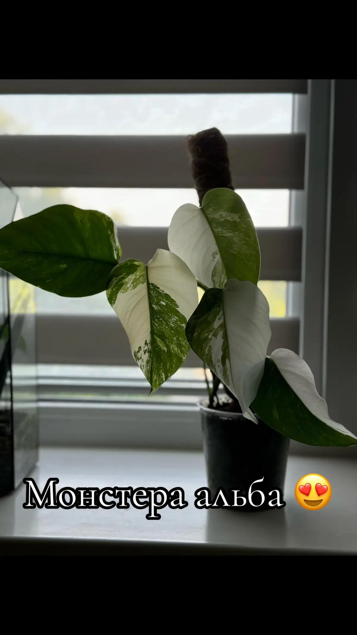 #монстера #монстераальба #monstera #monsteraalbo #mondteradeliciosa #monstetavariegata #plantok #planttiktok #plansoftiktok #🌱 #plant #planst 