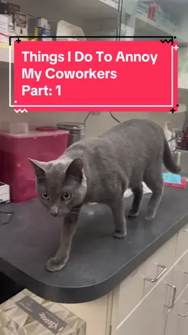 Two Truths And A Lie: 1.   I’m the favorite employee.           2.  I’m the best employee.                  3.  Dogs are smarter than cats.                The answer is very obvious 🐱                 #cat #veterinary #veterinarian #funny #work #coworkers #annoying #fy #fypシ゚viral 