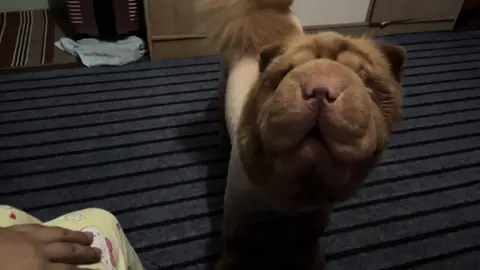 #paungpisi #chowchowmixsharpei #puppytiktok #fypシ゚viral #ပေါင်းပိစိ #puppylife အမွေးရိတ်ထားတဲ့ ပေါင်းကတုံးပြောင်မ ရဲ့ဗီဒိုလေးတဖြတ်