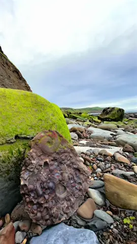 Here is a huge Jurassic stone filled with tiny Jurassic shell fossils as well as a beautiful Amaltheus Ammonite fossil that we found on a recent fossil hunt, the shell fossils are so intricate and have a lovely mottled shell pattern! 🦕🦖 Thank you in advance for supporting our page! 🐊 #natural #nature #fossil #fossils #ancient #animals #art #ammonite #ammonites #dinosaur #scientist  #minerals #paleontology #whitby #geologist #dorset #geology #charmouth #jurassic #yorkshire #fyp 