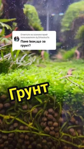 Ответ пользователю @dy3l4aoleo7a  #грунтдляаквариума #акваскейп #аквариумистика #рыбки #аквариум #хобби 