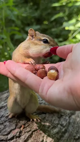 1 nut in each cheek 🌰 stopped him on time ✋  #pets #animals #chipmunk #charlie #nature #cute #funny #comedy #humor #fyp #fypシ 