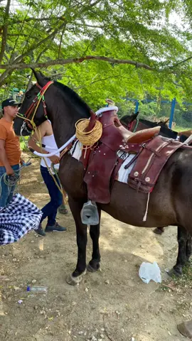 ASPRILLA 🐴🏡🏠     . . . . . . . . . . . #caballos#caballostiktok#caballosvillanos #corralejas #capcut #viral #parati 