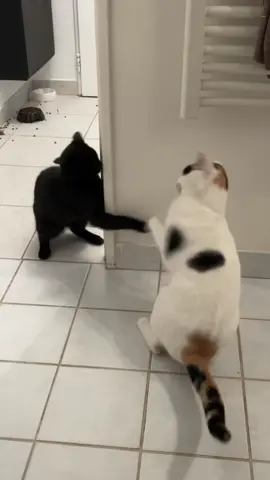 provocateur ? jamais. #catsoftiktok #cats #cat #blackcat #blackcatsoftiktok #kitten #kittenoftiktok #fyp #diegocosta 