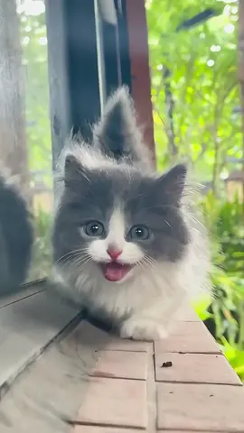 cute lovely kitten walk #catlovers #kittenlovers #kitty #petlovers #animallovers
