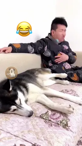 @Adam & Elea @My Petsie @My Petsie @Adam & Elea Dog vs Owner: Hilarious Showdowns 🐶😂#MyPetsie  _______________ Follow @my.petsie  For More Daily Videos 🔥❤️ _______________ ❤️ Double Tap If You Like This  🔔TurnOn Post Notifications  🏷️ Tag Your Friends  _______________ Plz Dm for credit & removal 💬 _______________ Get ready for some belly laughs as these furry friends take on their humans in epic battles of wit and charm! From tug-of-war tussles to sneaky snack stealers, these dogs definitely keep their owners on their toes. Who will emerge victorious? Watch till the end to find out! _______________ Our social Media : 👇(contact on us Instagram    @my.petsie & @my.petsie1 & @mypetsie1 _______________  #DogVsOwner #FunnyMoments #FurBabyFunnies #DogsOfInstagram #DogHumor #PetLife #FunnyPets #ComedyReel #FurBabyAntics #DogOwners #PetLove #InstaLaughs #AnimalComedy #DogVsOwner #Dog #Puppy #DogLove #DogLover #AmineBelhouari #AdamAndElea  #MyBestie #MyPetsie 