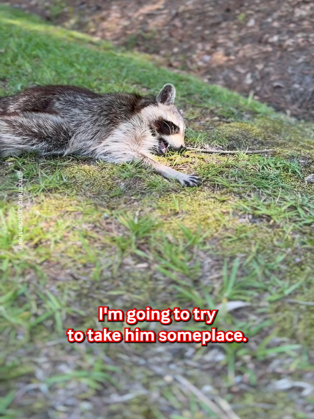 That Little Raccoon Looked So Scared 😢🦝 #raccoon #rescue #rescued #animalrescue #save #saved #fyp #viral