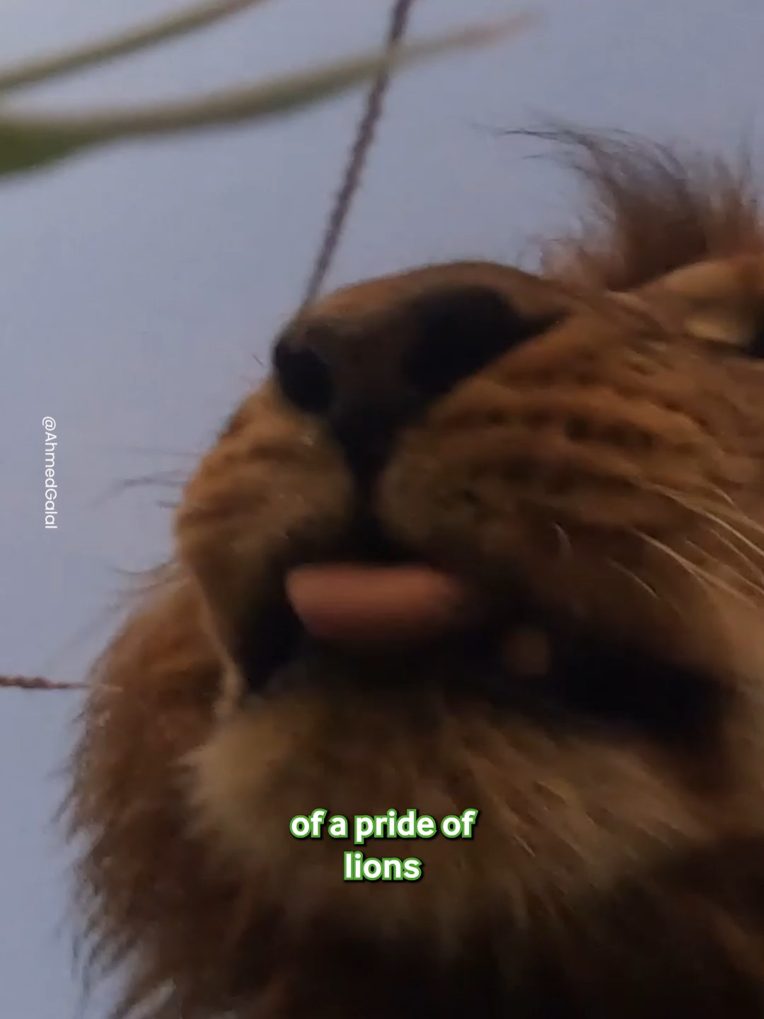 He Just Wanted To Show Off His Camera Skills 🦁📷 #lion #lions #africananimals #safari #gopro #camera #africa #wildanimal #wildlife #fyp #viral