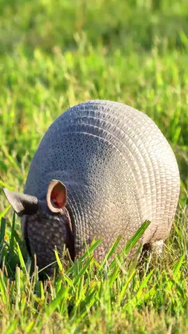 Cute Fat Armadillo 📸.                    #animals #armadillo #wildlife #naturephotography 