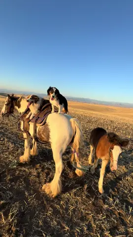 Our last ride until the weather clams down. We’ve got extreme heat for the next week and a half:( Grateful for moments like this though. I’ll be working to keep everyone comfortable, and dreaming of being back here when the heat relents.    #miniaussie #australianshepherd #miniatureamericanshepherd #miniaussiesoftiktok  #aussiesoftiktok  #aussies #dog  #dogsoftiktok #dogs #pet  #PetsOfTikTok  #pets #happiness #Love #livingmybestlife #freedom