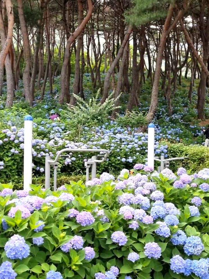 밀양 내촌마을 수국동산 Hydrangeas in Naechon Village, Miryang, Korea #밀양 #내촌마을 #수국동산 주소 : 경남 밀양시 산외면 엄광리 139