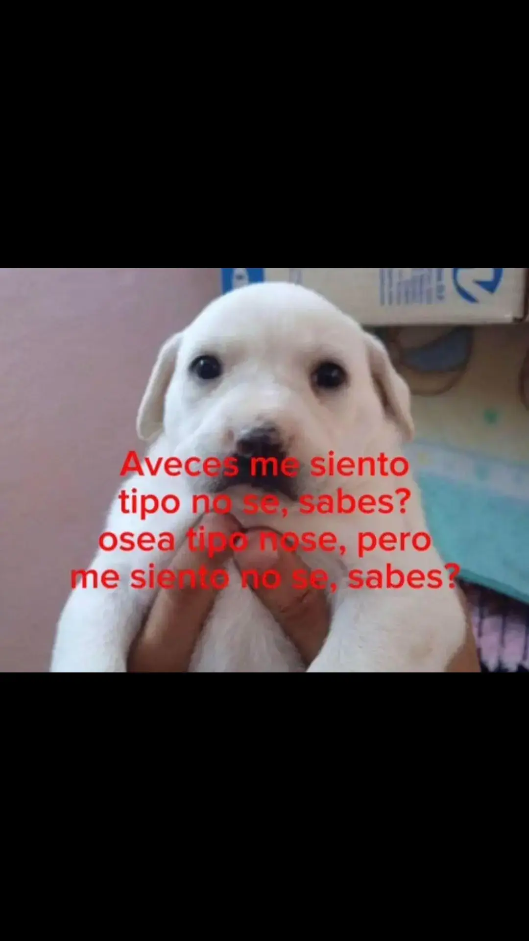 no sé #textorojo #fyp #parati #foryoupage #perritos