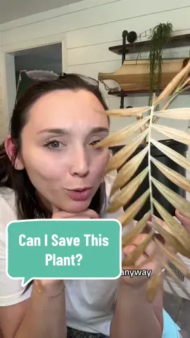 Simplified plant rehab guide ⬇️  Lets hope Palmy makes a come back 🫶🏼 💫 I always check the roots first! Cut away any dead roots or roots that have rot. If the root system is too far gone, you can start over by chopping and propagating.  💫 If you have a salvageable root system, plant into fresh, clean, and chunky soil. If you are left with cuttings, root in your preferred medium! I love using pon, perlite, and moss.  💫 Now is the hard part, wait! Plant rehabs need extra care and the most perfect conditions you can give them. If you can add light and humidity, that will help the plants to bounce back! 