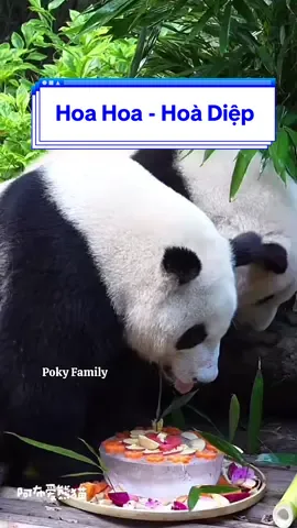 Giám đốc Hoa Hoa và thư ký Hoà Diệp ăn sinh nhật 4t từ sáng sớm, chén sạch mâm trái cây trừ cà rốt 🤣. Chúc mừng SN của Hoa Hoa và Hoà Diệp, chúc 2 chị em mãi vui vẻ, khoẻ mạnh và ở bên nhau thật lâu nhé. Từ tối hôm qua đã có nhiều người cắm trại qua đêm bên ngoài cơ sở gấu trúc Thành Đô để vào sớm gặp Hoa và Lá ☺️ #HoaHoa #Huahuapanda #heyepanda #HoàDiệp #HoaHoaHòaDiệp #gấutrúc #panda 