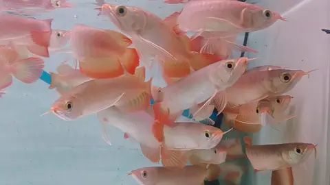 Super Red Kapuas... 0195141739 #arowana #superredarowana #superredkapuas 