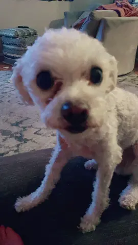 Always deprived of all the snacks!! 🍟🍿🥨🥠🍪 #dogsoftiktok #dogs #alwayshungry #sad 
