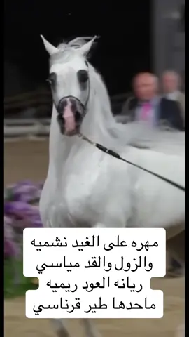 #مهره #مهرة #المهره #العنقاء #الغويري #العتيبي  #عتيبه_الهيلا #عتيبه_روق_برقا_الهيلا #الرياض #الدوادمي #شيله_ذوق #شيله_رووعه #شيله #الشيله  #شيلة #شيلات_روعه_خواطر_ذوق #شيلات #خيل_وخياله🐎 #خيل_عربي_اصيل #خيل_عربي #الخيل_العربي_الاصيل #الخيل_من_خيالها #عنق_المهاء🦌✨ #المها #فرس #الفرس #الخيل_عشق #الخيل_الاصيل 