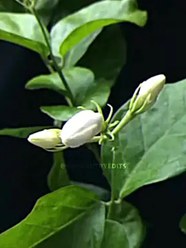 𝗌tunning national costume was inspired by the nation’s national flower, 𝗦𝗮𝗺𝗽𝗮𝗴𝘂𝗶𝘁𝗮 #nationalcostume #missphilippines #misssupranational #costume #sampaguita #bulaklak #flower #white #reyna #viral #viralvideo #fyp #fyp #fyp 