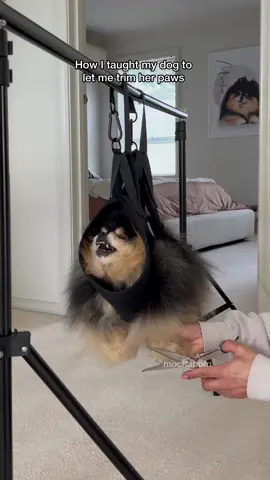 How I taught my dog to let me trim her paws ✂️ sling by her very own brand @Sirius Alpha by Mocha Pom #pomeranian #dog 