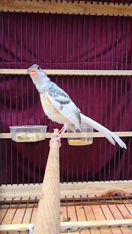 Trotolan jantan warna leucistic, putih halus motif indah #funnyanimals #ianbirdfarm #muraibatuprestasi #muraibatugantangan #fyp #tiktok #viral #trending #foryou #viralvideo #foryoupage #hiburan #muraibatuekorpanjang #muraibatuekorhitam #muraibatuwarna #burung #hobi #muraibatualbino #muraibatuleucistic 