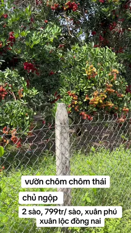 2 sào vườn chôm chôm chôm thái #nhadatdongnai 