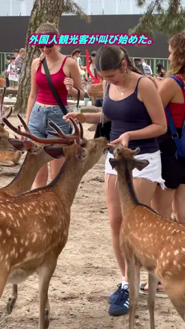 「外国人観光客、奈良の鹿を素晴らしい冒険と称賛」| nara deer | Nara deer park | asmr  #foryoupage #shorts #viralvideo #tiktoknarapark #tiktoknara #traveltojapan #deerpark 