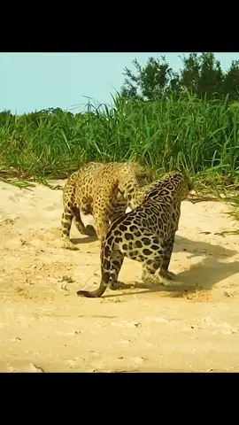 #jaguar #amazinganimals #animalslifestyle #foryour 