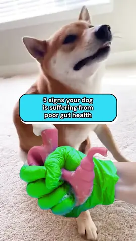 Order now and get up to 20% discount!  #dogcare #doghealth #petsupplements #dogsupplement #dogcare #doglove #dogtok #d