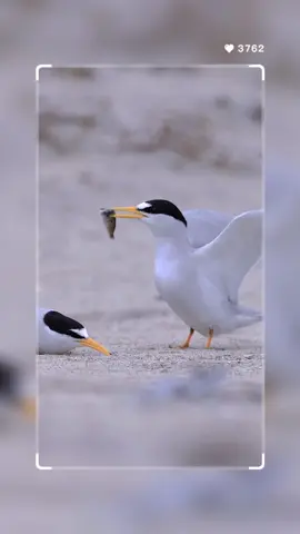 California Least Terns - From courtship display to a cute little chick! How it started… These California Least Terns were performing a courtship display as the male presented a fish to his (hopefully) new mate. From the research I have done, the female will usually grab and consume the fish at some point during this display. You can see her reaching back and trying to grab the fish a couple of times, but was unsuccessful. Shortly after I filmed this footage, this pair took flight and chased each other before landing behind some bushes. (maybe they wanted privacy? 😅). After more head turning the female finally grabbed and consumed the fish (I was barely able to see them through the bushes so I didn’t show that footage). California Least Tern pairs are seasonally monogamous, and this pair seemed to be off to a good start to the nesting season! How it’s going… For the next few weeks I checked on the Least Tern nesting area almost daily. This pair had made their nest in a scrape of sand and had one egg, and they diligently took turns sitting on and protecting it. After a few weeks of checking on them, the day finally came when I saw this cute little chick emerge from underneath its parent and make an attempt at feeding. ‼️ California Least Terns are an endangered species. This video footage was taken with a telephoto lens (and cropped for Instagram), while keeping a low profile and staying outside of the fenced-off area. 📍LOCATION: San Diego, California. 📸 CAMERA EQUIPMENT USED: Canon EOS R5 with Canon RF 100-500mm lens with a 1.4 teleconverter 🎶 MUSIC provided by Epidemic Sound: Dance of Decisions / Tiki Tiki Getting Good at Letting Go (instrumental Version) / Vicky Vox #californialeasttern #leasttern #tern#shorebirdsofinstagram #shorebird #seabird #wildlifevideography #wildlifevideos #naturevideos #wildlifereels #californiawildlife #endangeredspecies