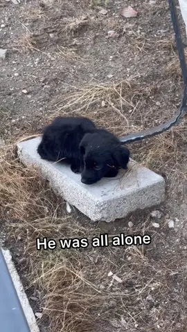 Let’s find her a home! #balkan