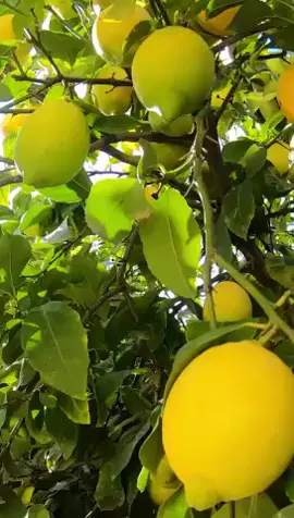 ESFOLIANTE CORPO EFFETTO GHIACCIO Con olio essenziale di limone 🍋 • Elimina perfettamente le cellule morte e purifica la pelle • Rende la pelle morbida, liscia e più elastica • Rivitalizza e tinifica! Immergiti nel bel mezzo di un favoloso viaggio sensoriale! ✈️😎 #stanhomeitalia #stanhome #limone #kiotis #esfoliante #lemon #perte #trend #promozione #Summer #summervibes 