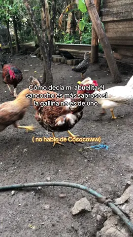 🤣🤣🐓🐓#fypシ゚viral #parati #fyp #tiktok #greenscreen #fy #nariño_colombia #foryou 