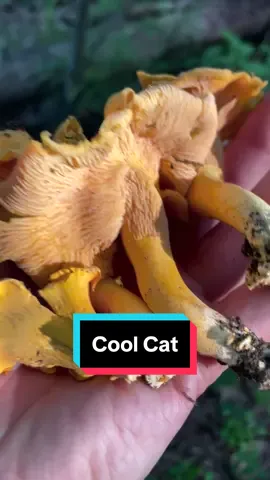 #fascinatedbyfungi #jamur #mantar #蘑菇 #гриб #nấm #เห็ด #kinoko #congumelo #cendawan #hongos #pilz #grzyby #svamp #champignons 