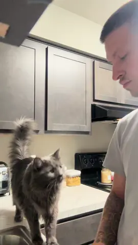 Ash decided to help Daddy wash dishes for the 4th or July 🐈‍⬛ #catdaddy #crazycatlady #nebelung #4thofjuly 