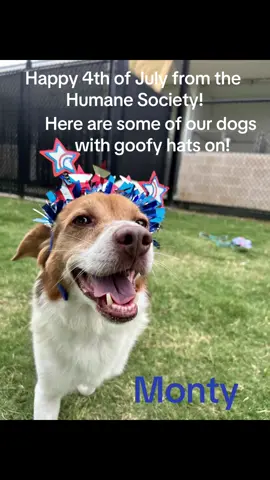 Happy 4th of July everyone! We will be closed for the day but will resume normal business hours tomorrow! Stay safe and have fun out there! #adoptdontshop #shelter #shelterdogs #sheltercats #fyp #humanesociety #rescue #animalrescue #shelterdog #sheltercat 