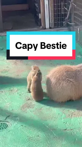 Tag your capy bestie #capybara #capybaratiktok #capy #wildlife #fyp #animallover #pet #PetsOfTikTok #animals #funny #fun #humor #petlover #foryou #zoo #chill #bestie #animated #bestfriend 