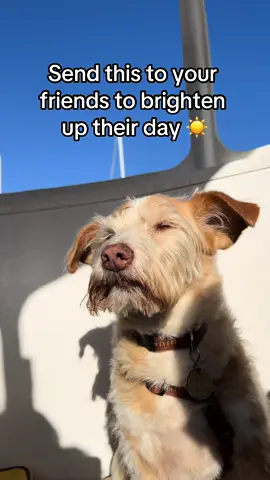 #dogsoftiktok #dogfyp #puppy #happy #boat #cutedog #relax #doglovers #cute #followme #petlove #dogvideo #foryou #viraldog #terrier #kromfohrländer  popular dog most viewed dog trend dogs funny videos tiktok dogs ideas 