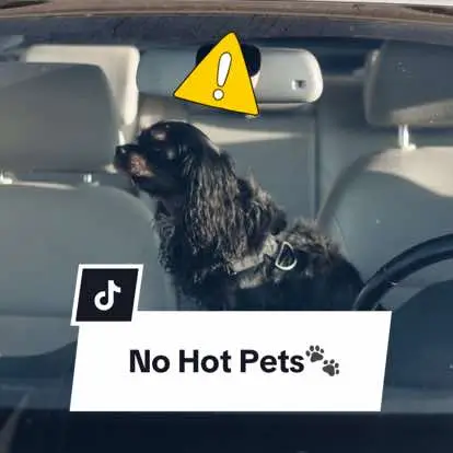 It doesn’t take long for a vehicle to become dangerous for your furry friend in hot weather.  ☀️Get your FREE decal through the link in our bio.  #bcspca #adoptbcspca #hotweather #nohotpets #nohotpetscampaign #adoptabledogsoftiktok #animalshelter #animalcare #helpanimals 