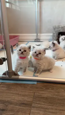 The kittens want out of the play pen so bad 
