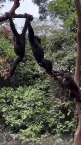 Watching the young orphans play is the best time of the day 💚 All traumatized young chimpanzees lost their homes and families. Here they have a second chance at life. HAS 💚🙏