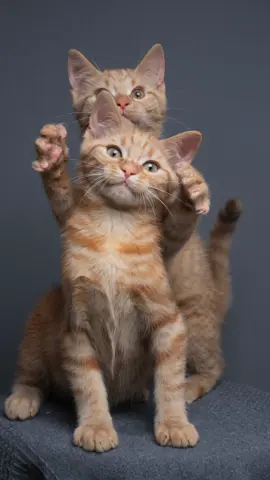 Kitty MMA 😼💥  📸 which shot is your favorite?  #furryfritz #catographer #cat #angrycat #orangekitty #funnykitten #gingercats #catphotoshoot #angrykitty 