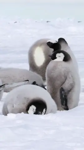Emperor penguins are remarkable in many ways, including how they manage their sleep. Despite living in one of the harshest environments on Earth, emperor penguins can enter a state of deep sleep. This ability is particularly fascinating because it helps them conserve energy during the long, harsh Antarctic winter. #penguins 