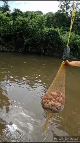 Catching bait fish at the creek / catching too much bait #livebait #castnet #castnetfishing #creek #creeklife #fishtok  #smallcreek #viral #foryou #fy #fypage #foryoupage #fishing #fishinglife 