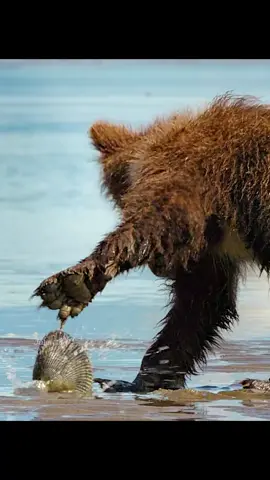 #amazinganimals #bear #wildlifeoftiktok #foryoupage❤️❤️ 