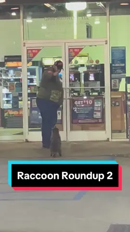 🦝 Raccoon Roundup 2 / Fan video submitted by @Haley #voiceover #raccoon #trashpanda #hilarious #dustydubs @Sia 