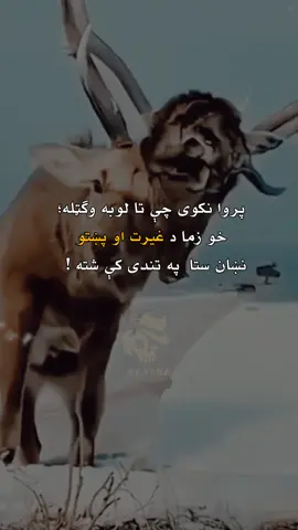 پښتو او غیرت؛ نښان 😈 💀 #foryoupage #pashto #beyara #pashtoon #تاجیک_هزاره_ازبک_پشتون_ترکمن🇦🇫 #پاکستان 