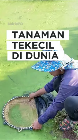 TANAMAN TERKECIL DI DUNIA⁉️😱 #tanaman #tumbuhanlangka #viral
