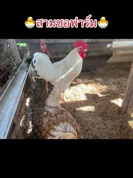 เริ่มจากการเลี้ยงไก่ไข่ ต่อมาซื้อพ่อพันธ์ุมาผสม ทำตู้ฟักไข่จากตู้เย็นเก่า  สุดท้ายก็ทำสำเร็จ 😍🥚🐣🐥🐓 #สามซอฟาร์ม #ขายไข่ไก่สด  #ทำตามฝันต่อไปไก่สีขาวไข่สีน้ำตาลเข้ม✌🏻